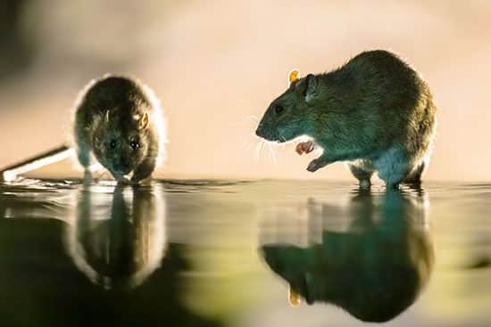 couple de rat