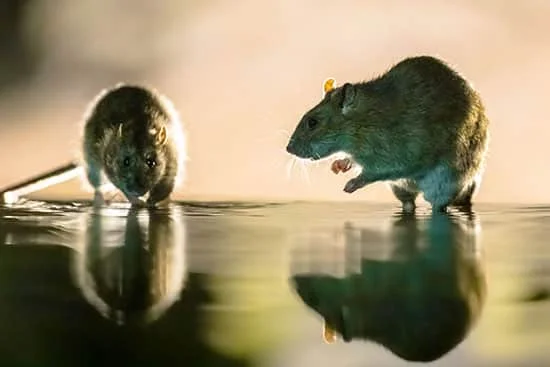 couple de rat