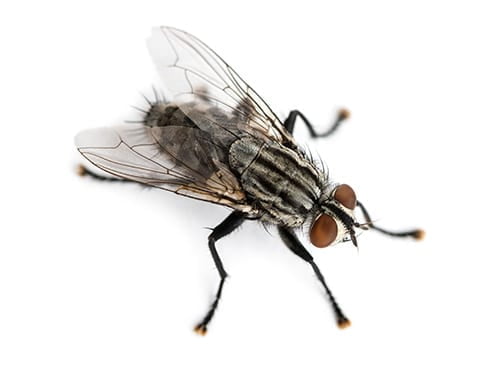 mouche sur fond blanc