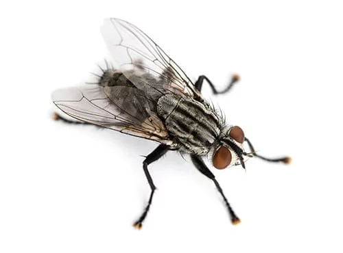 mouche sur fond blanc