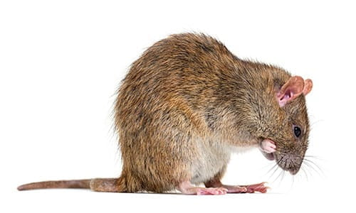 Rat brun sur fond blanc