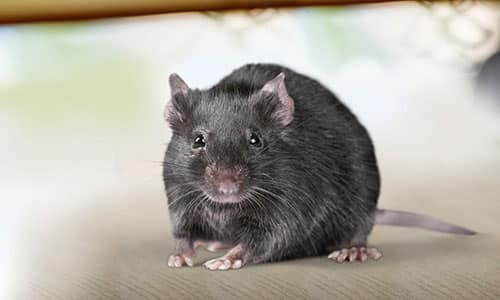 rat de face