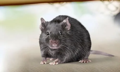rat de face