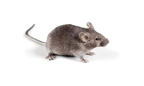 souris